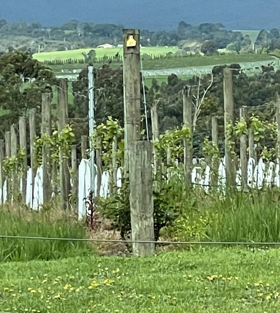 Winery transfers Victoria